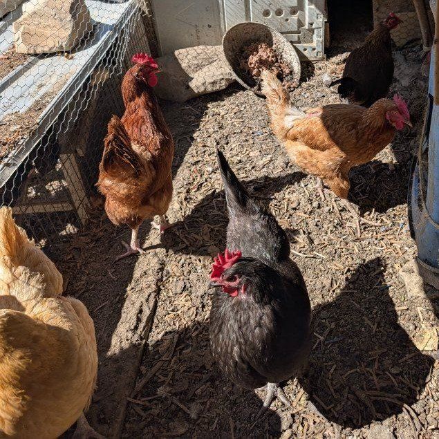 Very prolific young laying chickens