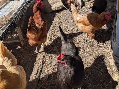 Very prolific young laying chickens