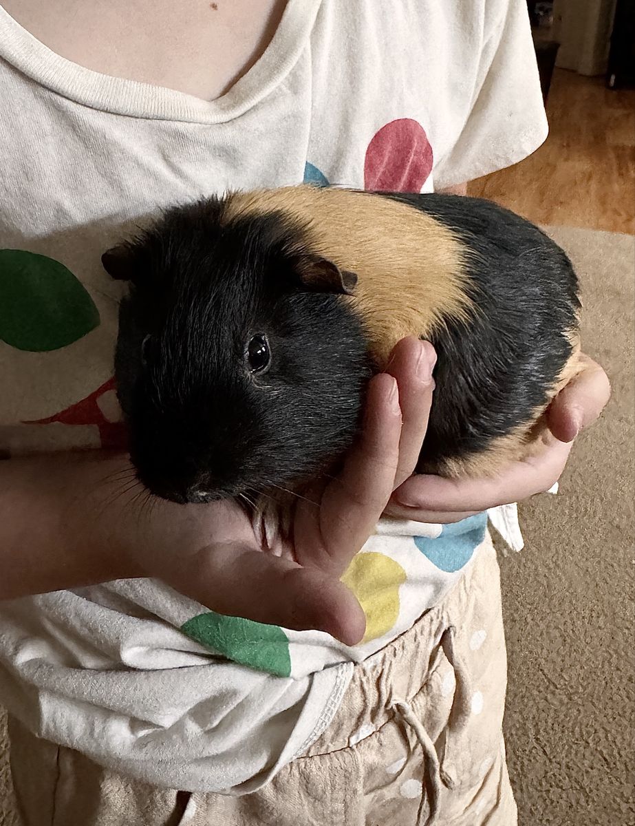 2 female Guinea Pigs
