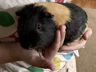 2 female Guinea Pigs