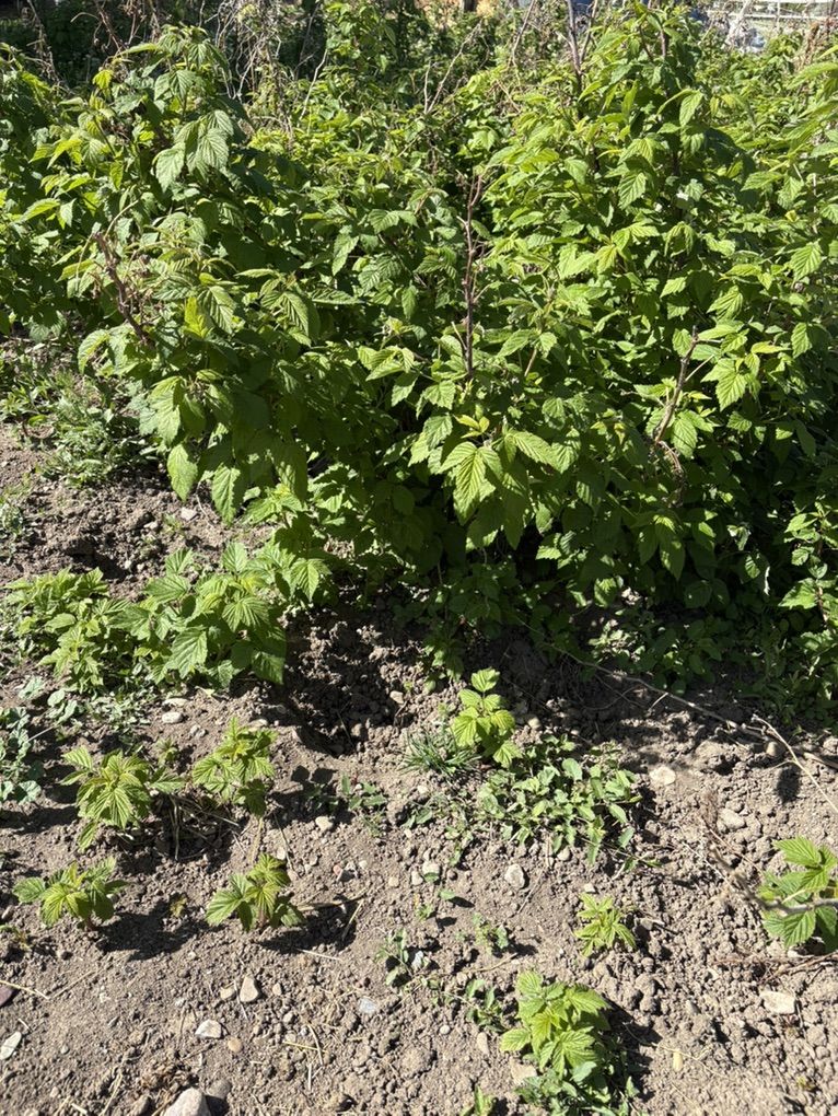 Polana Raspberry Starts And More Mature Canes.