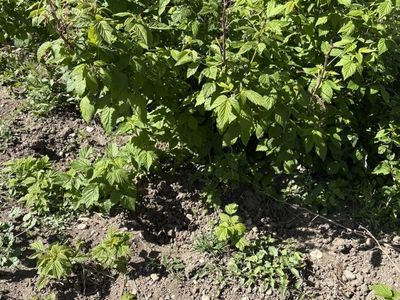 Polana Raspberry Starts And More Mature Canes.