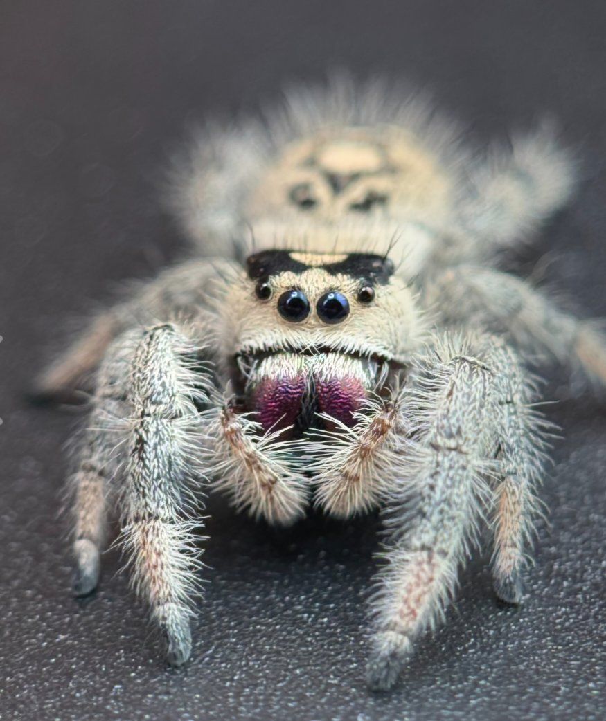 jumping spiders