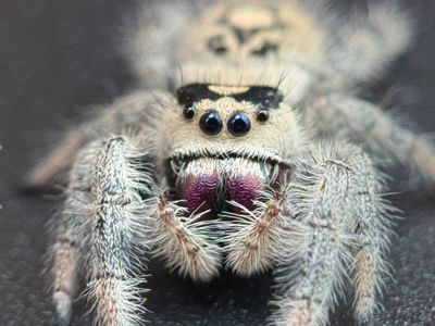 jumping spiders