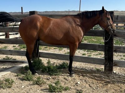 6 year old gelding. Corona Caliente x Starlight Fame