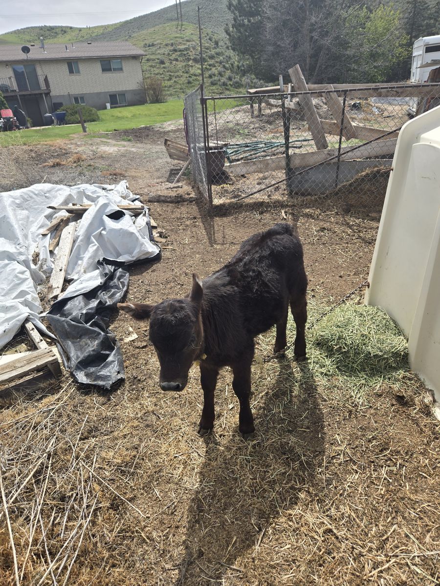 black calf