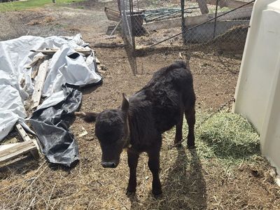 black calf