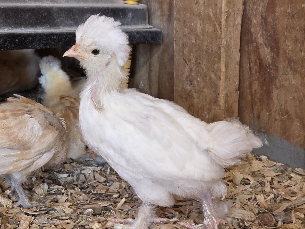 rare sultan chicks Sale