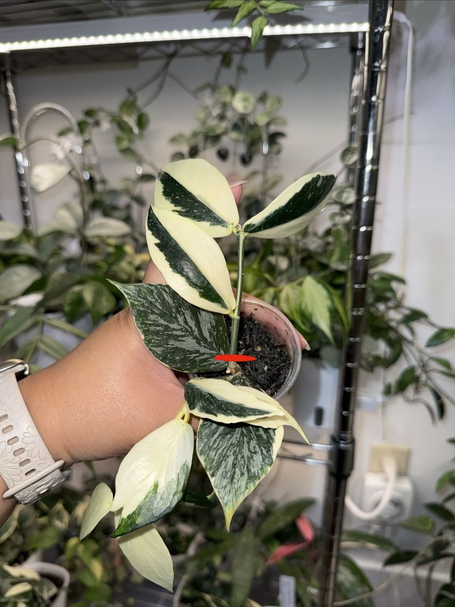 Hoya polyneura ‘Jasminka’ - Plant
