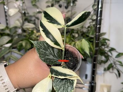 Hoya polyneura ‘Jasminka’ - Plant