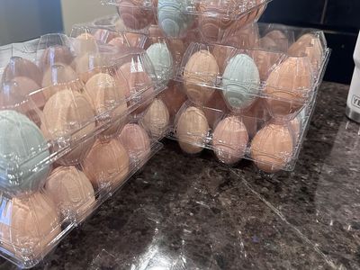 Organic pasture raised chicken eggs