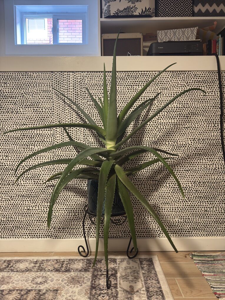 Huge Aloe Vera Plant