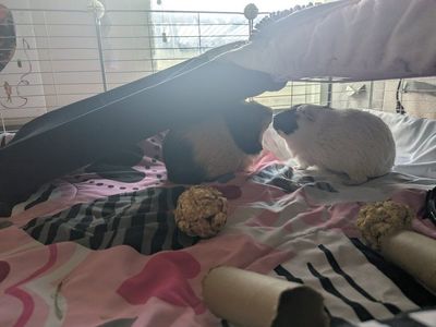 2 Bonded Male Guinea pigs with habitat, toys, food and essentials x 3 months.