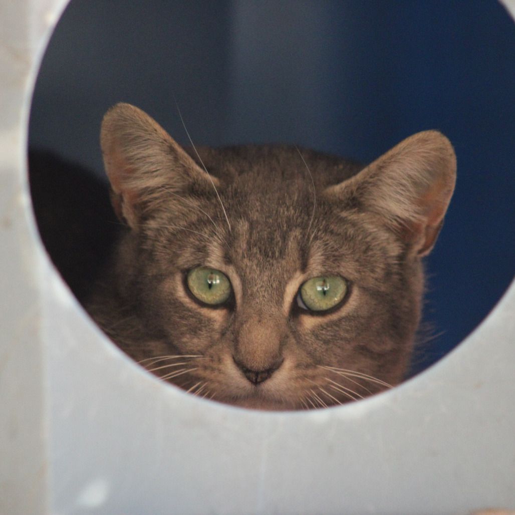 Hello my name is Etude