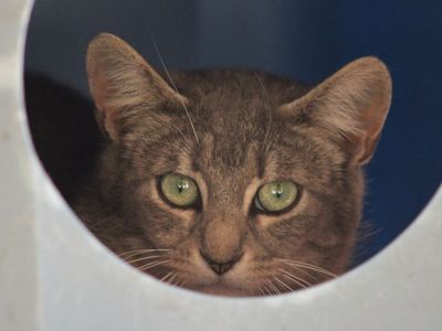 Hello my name is Etude