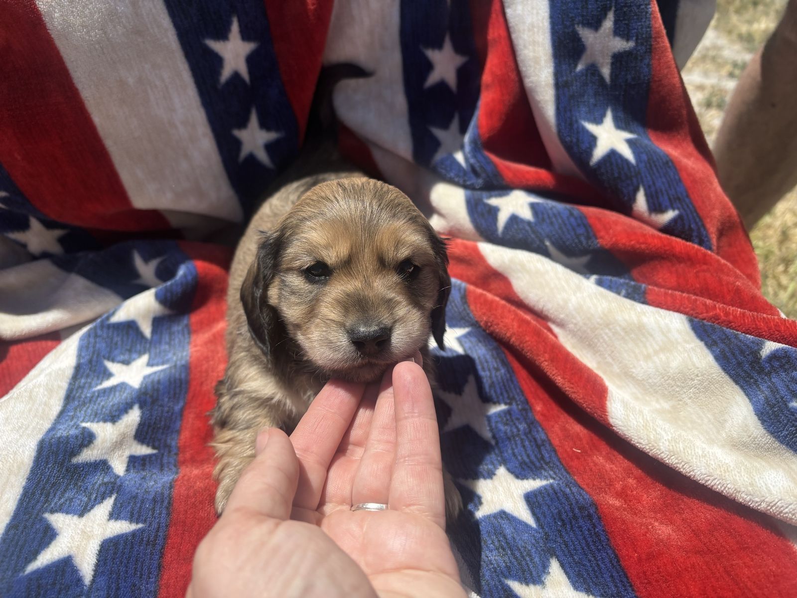 Miniature long haired dachshund female