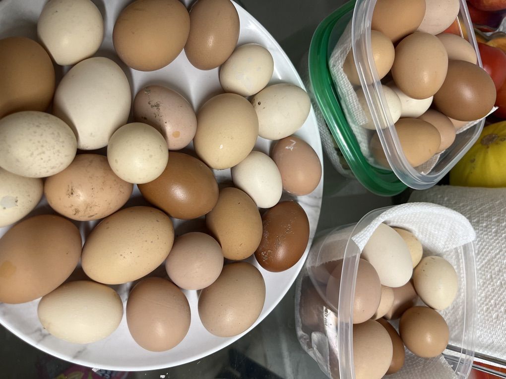 Fresh Organic Quials and Chickens Eggs!!!!