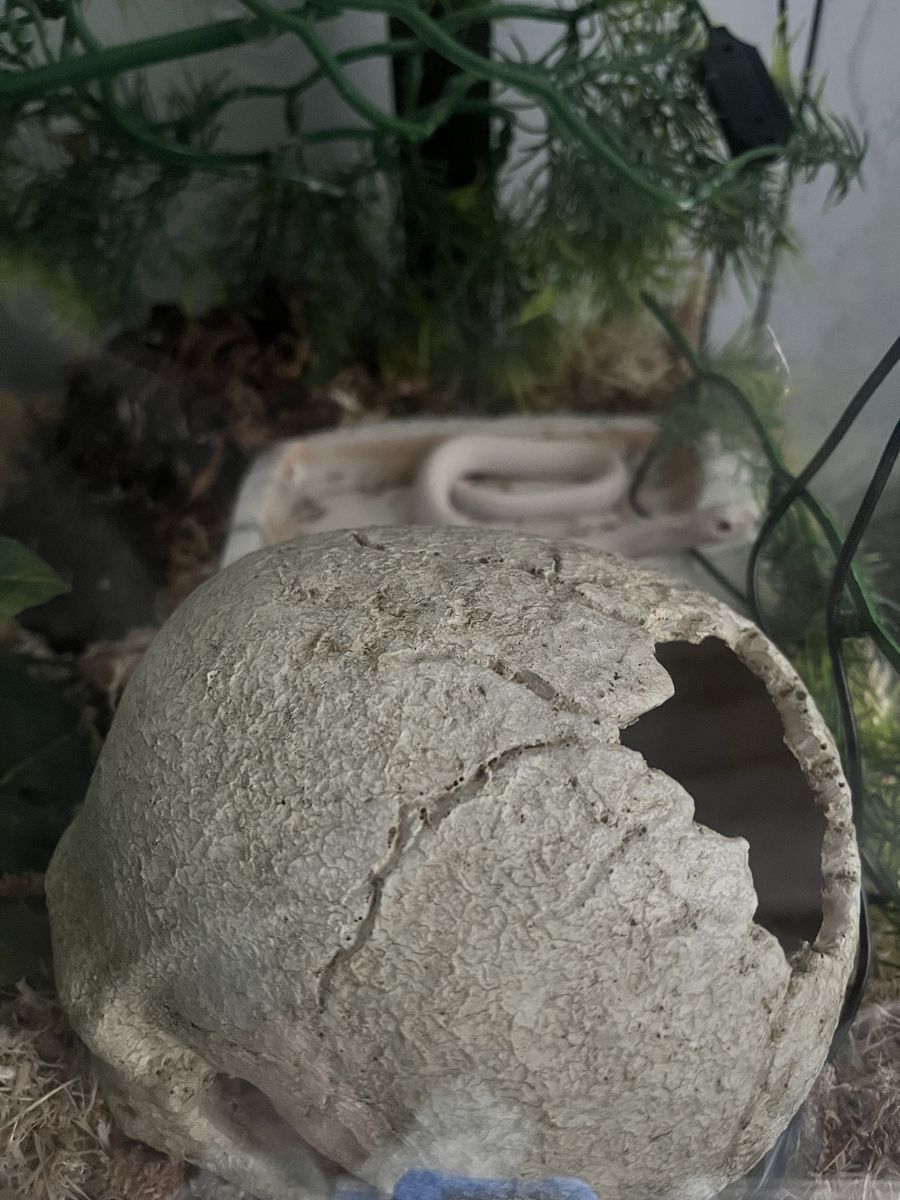 Snow albino western hog nose