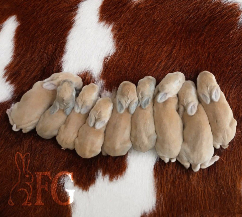 Quality Flemish Giant Rabbits