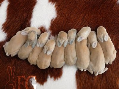 Quality Flemish Giant Rabbits