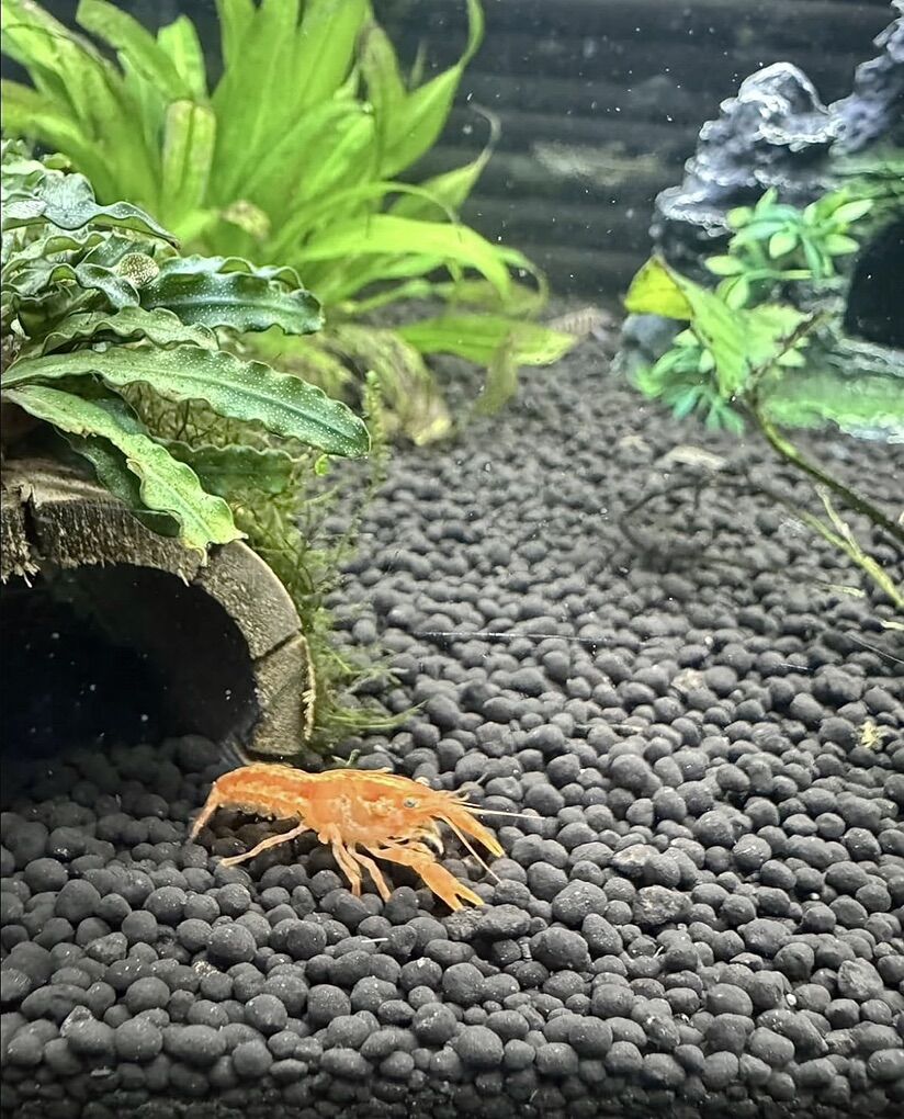 Mexican Dwarf Orange Crayfish