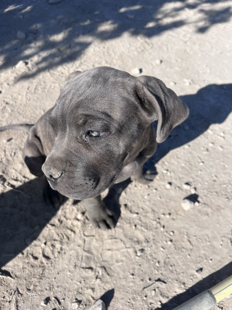AKC/CKC CANE CORSO PUPPIES