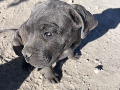 AKC/CKC CANE CORSO PUPPIES