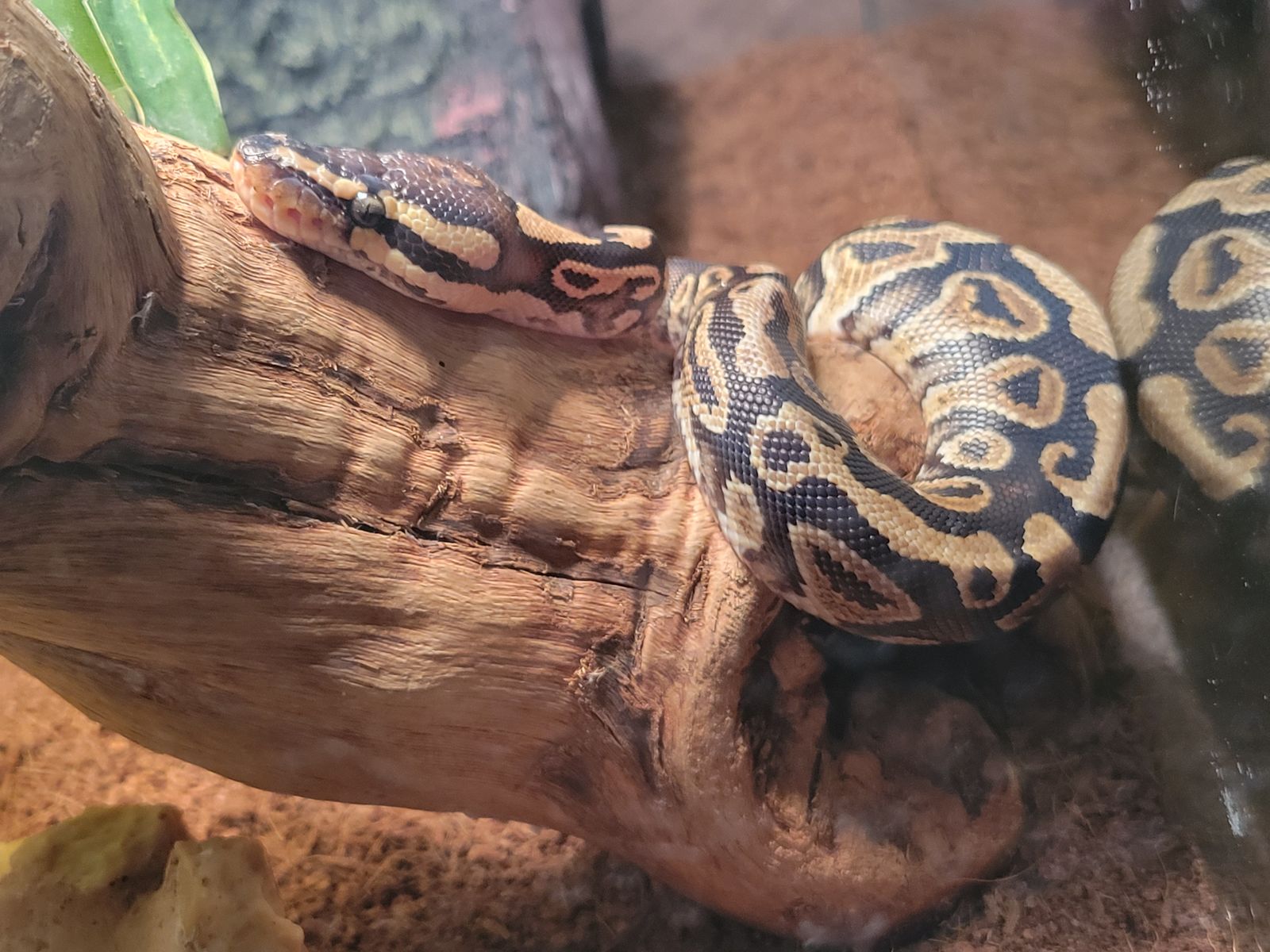 Beautiful 2 Year Old Female Ball Python