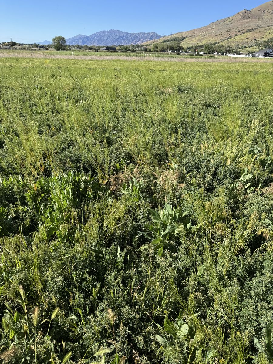 Free Hay