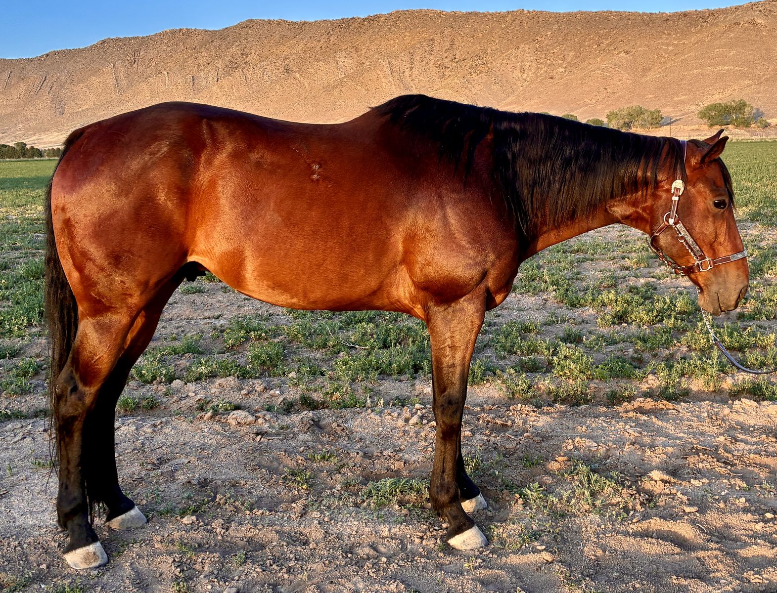 2018 AQHA Registered Gelding