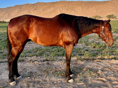 2018 AQHA Registered Gelding