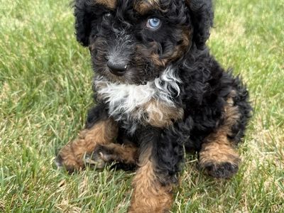 Aussiedoodle girl!