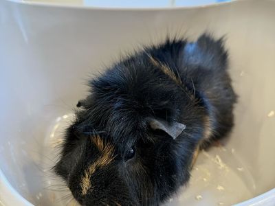 Male Guinea Pig