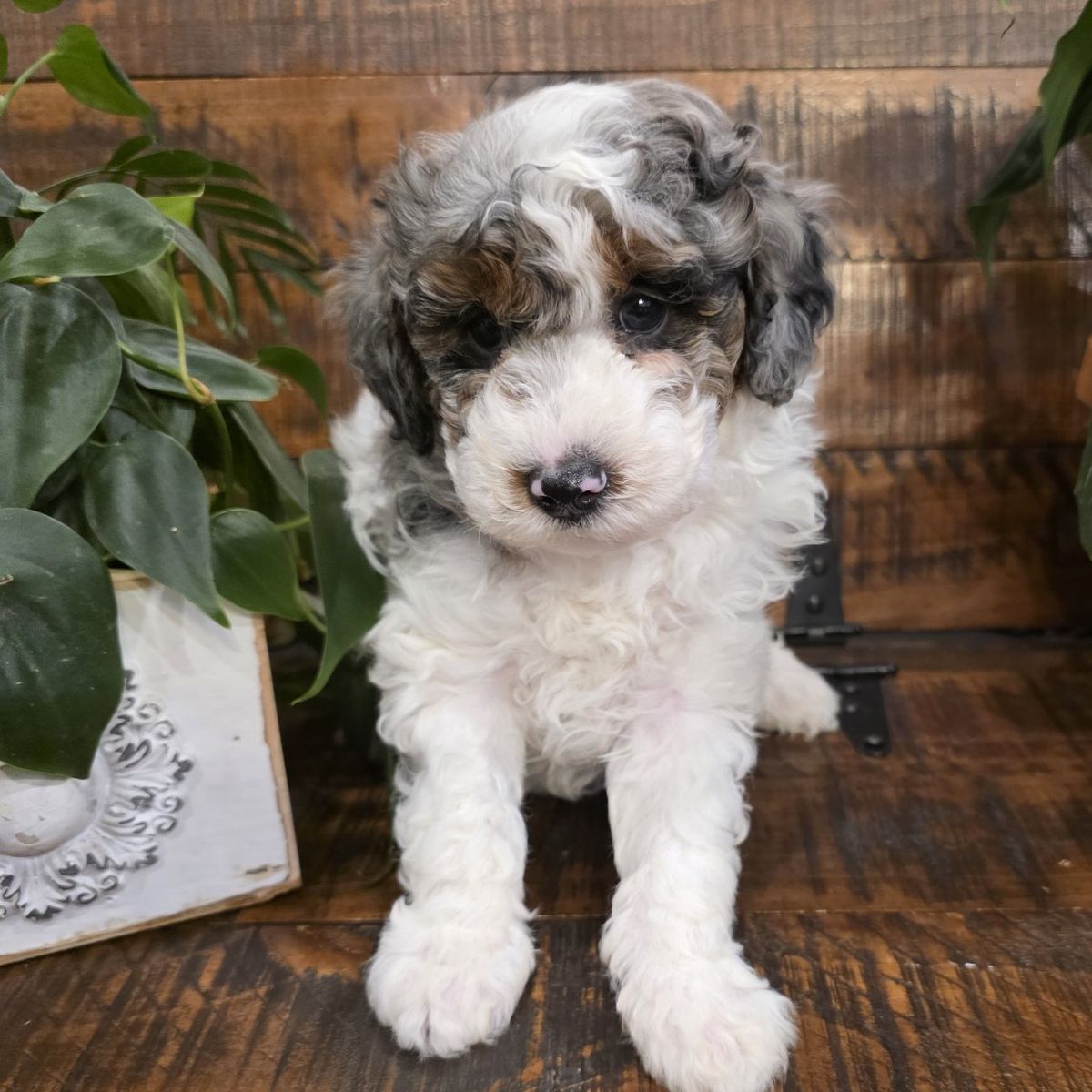 AKC Toy Poodles excellent for Doodles. Bernedoodle