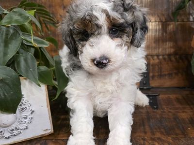 AKC Toy Poodles excellent for Doodles. Bernedoodle
