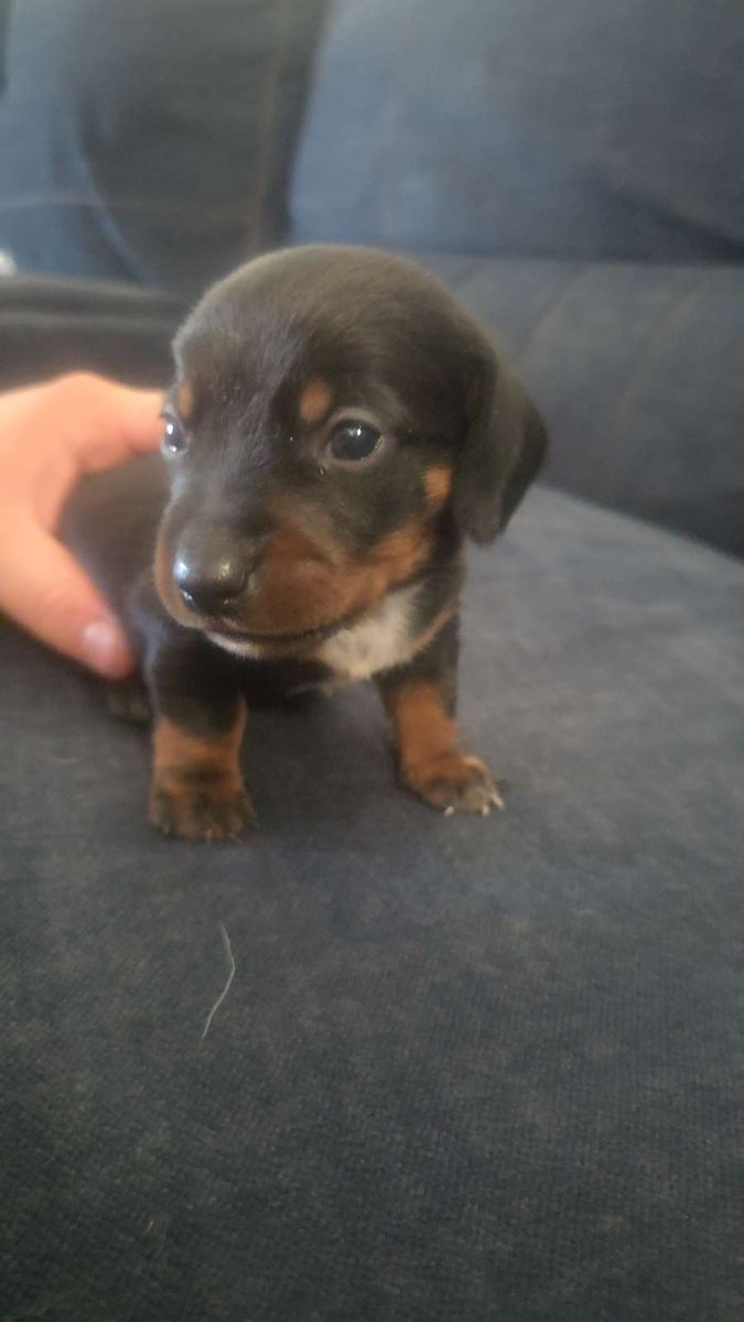 Mini. Dachshund Puppies