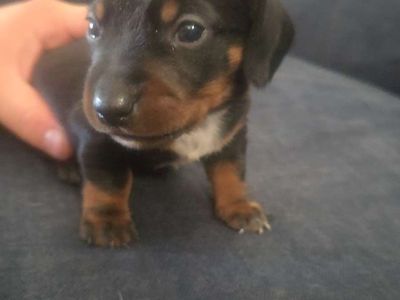 Mini. Dachshund Puppies