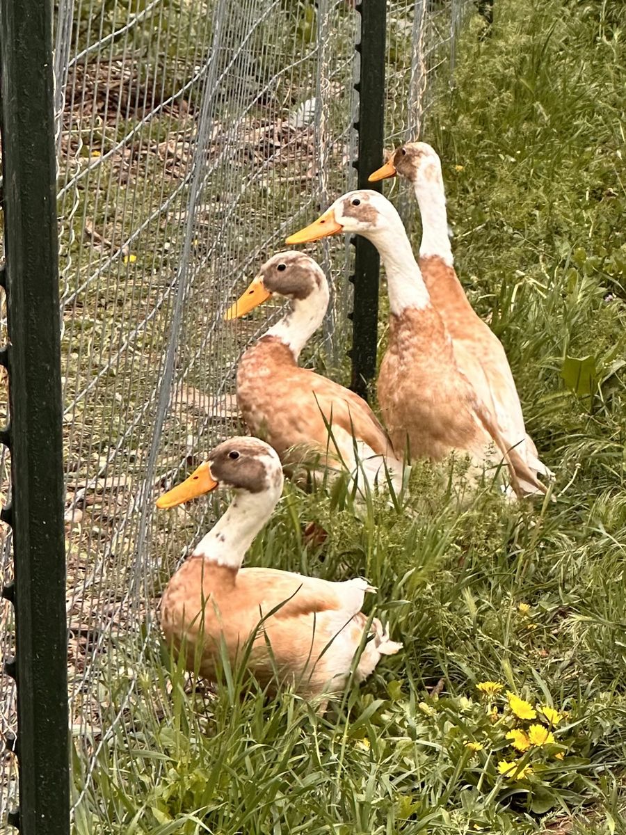 Runner Ducks AKA Entertaining Grasshopper Control