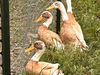 Runner Ducks AKA Entertaining Grasshopper Control