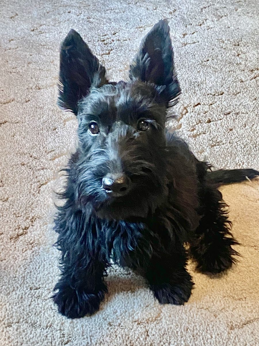 Scottish Terrier AKC Puppies