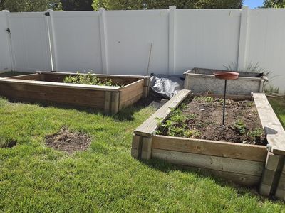 Free one left 3' x 8' Wood planter with good top soil from fruit cultivation