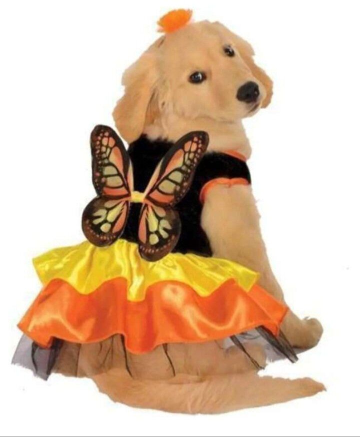 Butterfly Pet Costume M