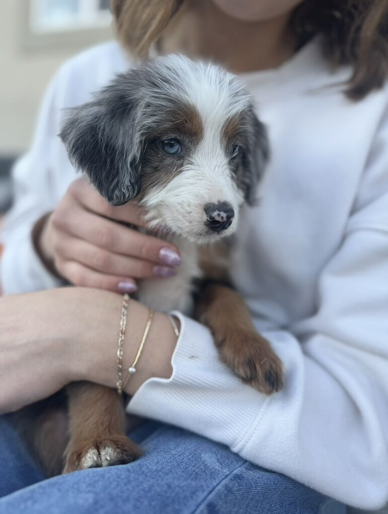 Mini Bernedoodle Puppies