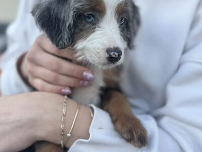 Mini Bernedoodle Puppies