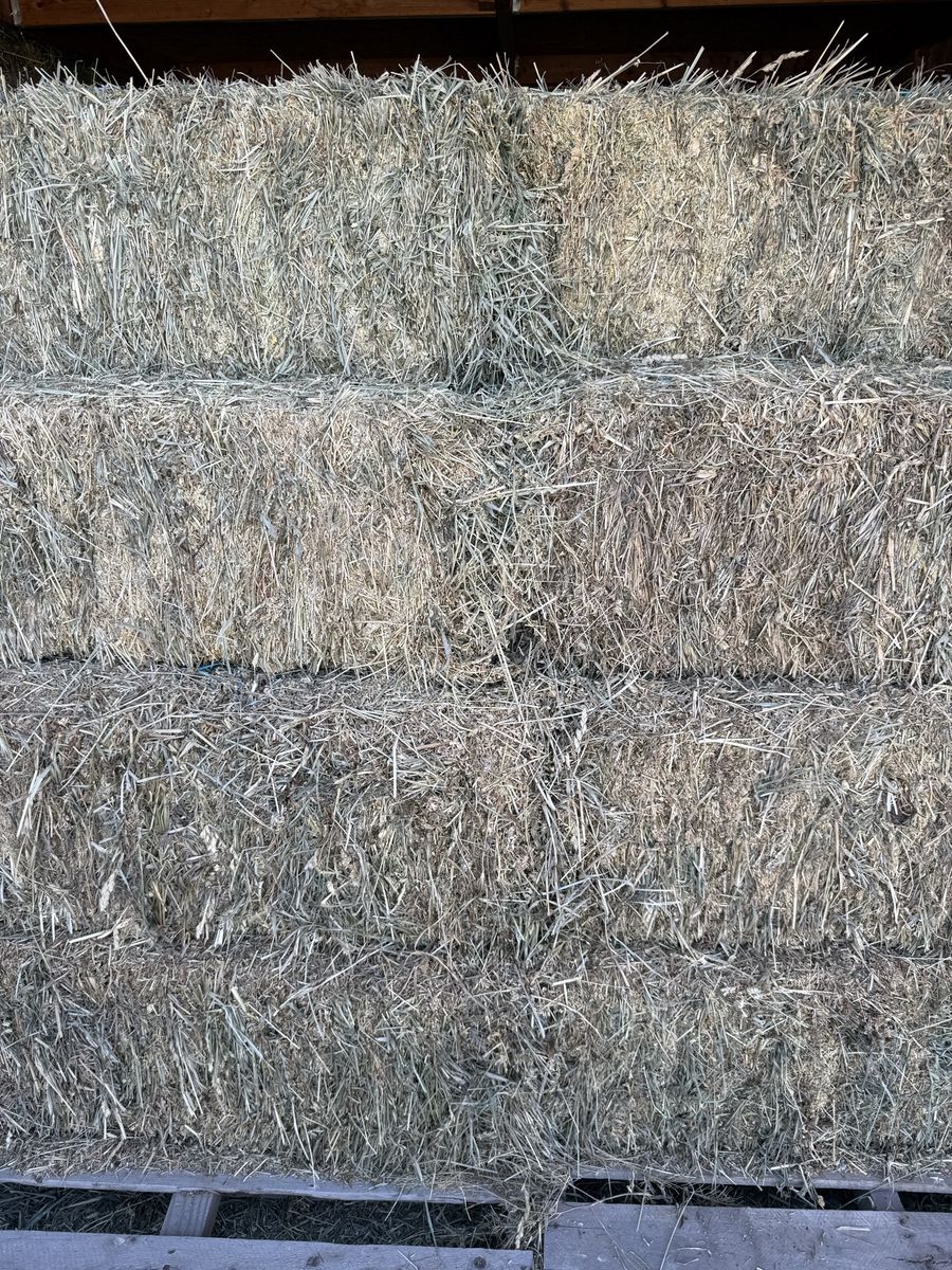 Alfalfa hay with foxtail