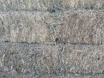 Alfalfa hay with foxtail