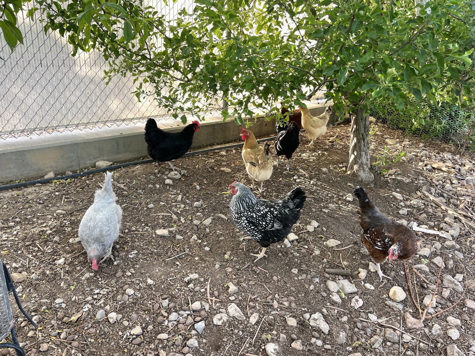 Laying Hens