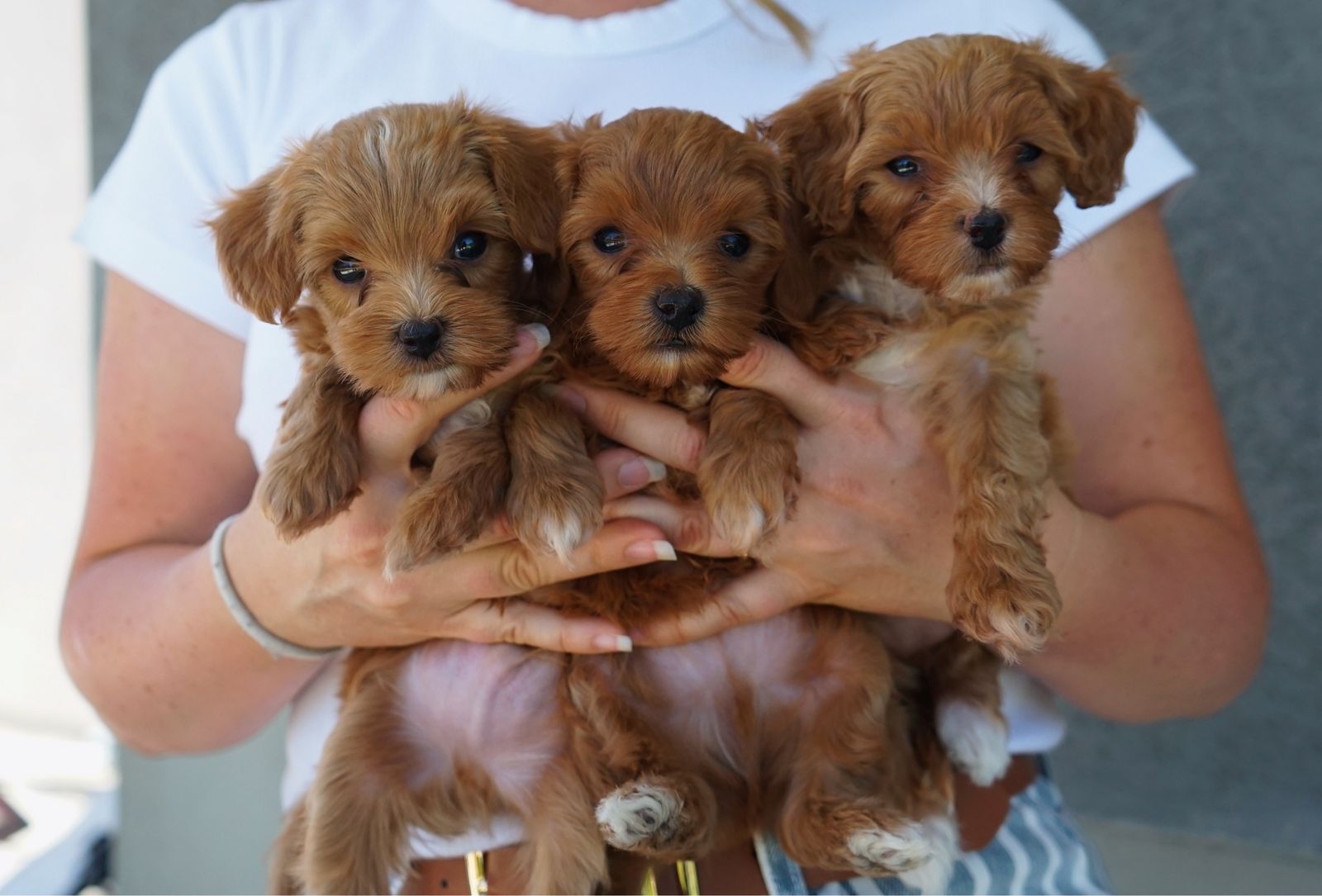 5-7 lb Mini Golden Cavapoos