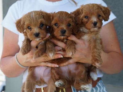 5-7 lb Mini Golden Cavapoos