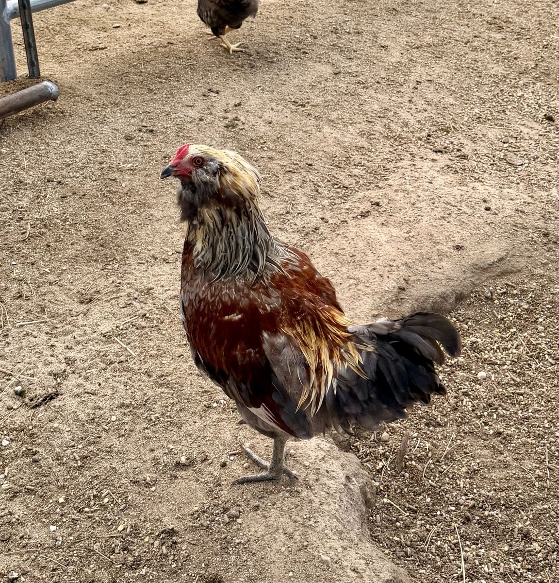Free Rooster